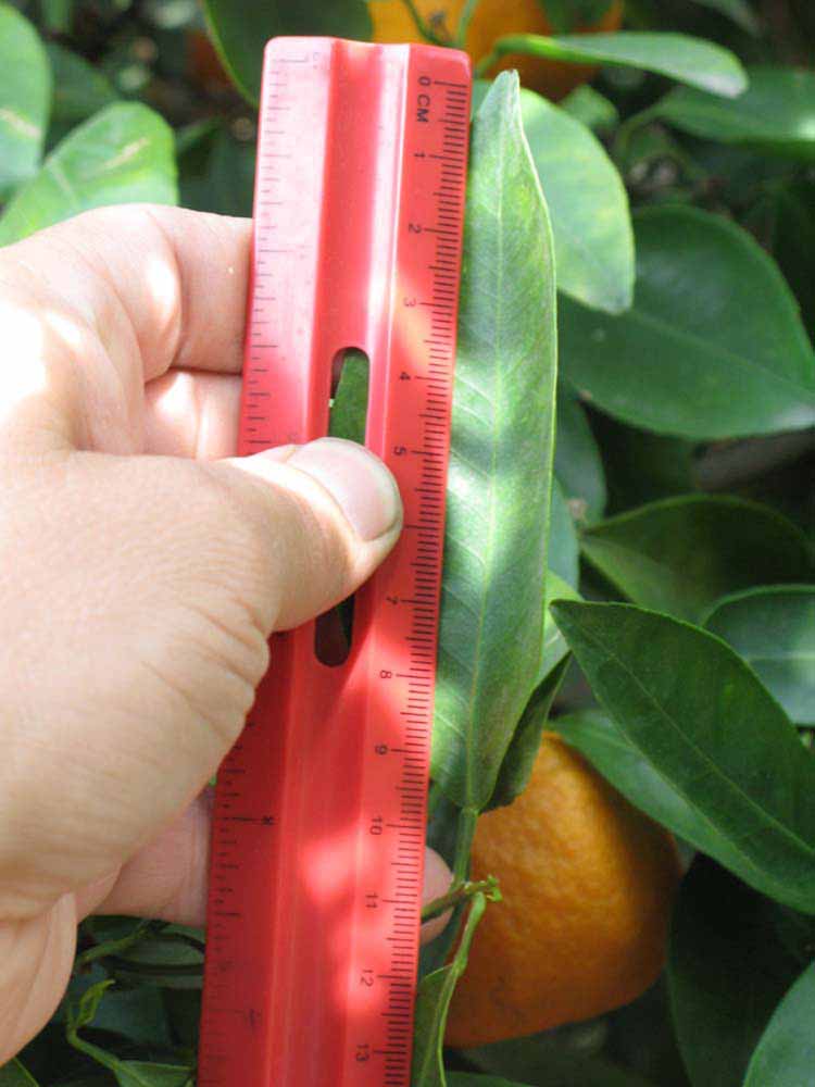              Unifoliolate leaf (Riverside, CA)       